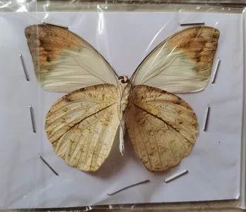 10 Kos Pravi Naravni Nevgrajene Metulj Vzorcu Umetnine Materiala Pisane Mešane Le Papillon Doma Dekoracijo DIY