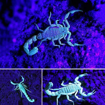 3 lučka LED UV vijolična Rumena Scorpion Žaromet Iskalnim Smerniki Svetilka glavo Svetilka bakle lov 395nm blacklight