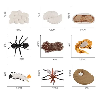 New Vroče Otrok Znanost, Izobraževanje Kognitivne Simulacije Mravlje Komar Želva Žaba Petelin Živali, Life Cycle Model Igrača