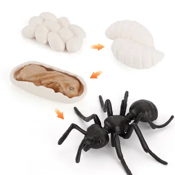 New Vroče Otrok Znanost, Izobraževanje Kognitivne Simulacije Mravlje Komar Želva Žaba Petelin Živali, Life Cycle Model Igrača